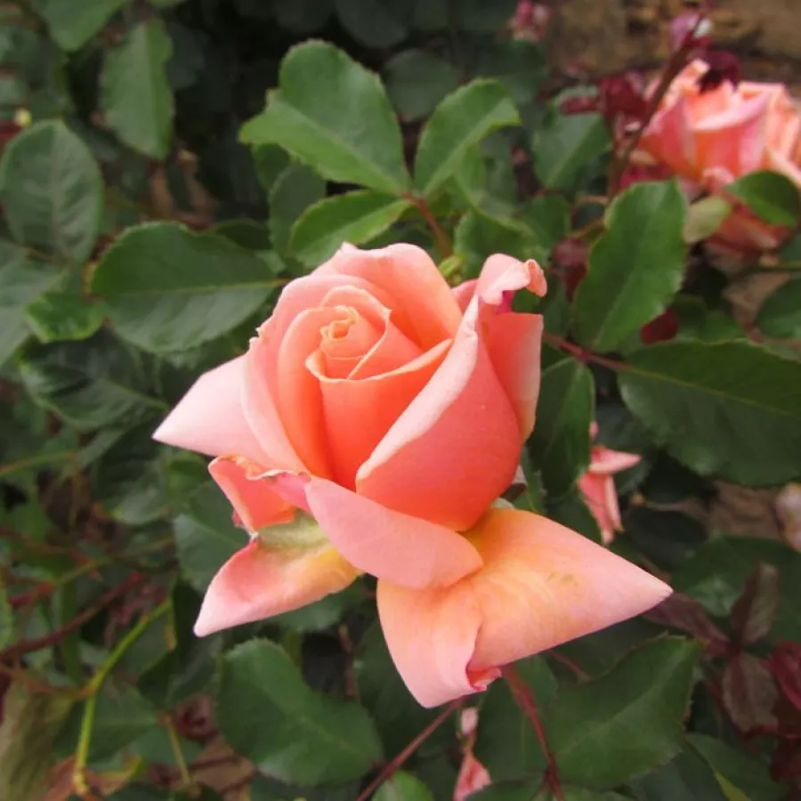 árbol de rosas de flores en grupo - rosal de pie alto - Rosa - True Friend™ - rosal de pie alto