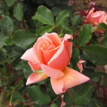 Rosa True Friend™ - roz - trandafiri pomisor - Trandafir copac cu trunchi înalt – cu flori în buchet