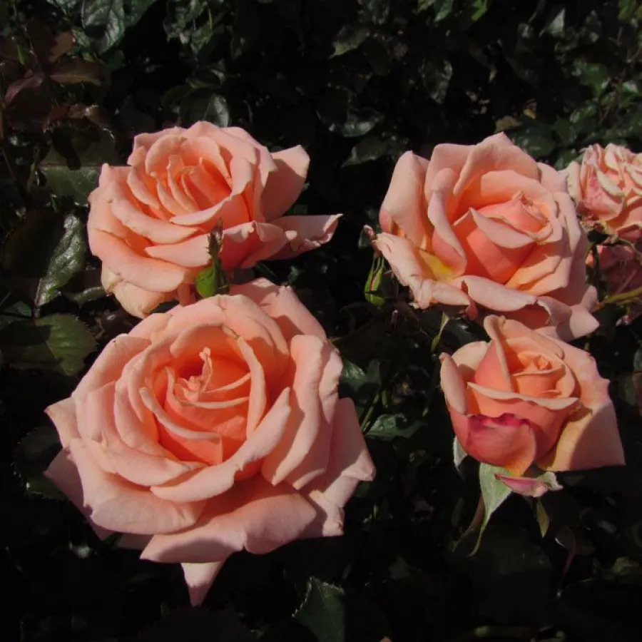 120-150 cm - Rosa - True Friend™ - rosal de pie alto