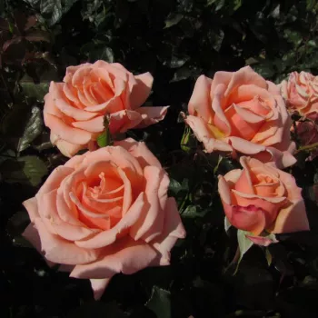 Barackrózsaszín - virágágyi floribunda rózsa - diszkrét illatú rózsa - grapefruit aromájú