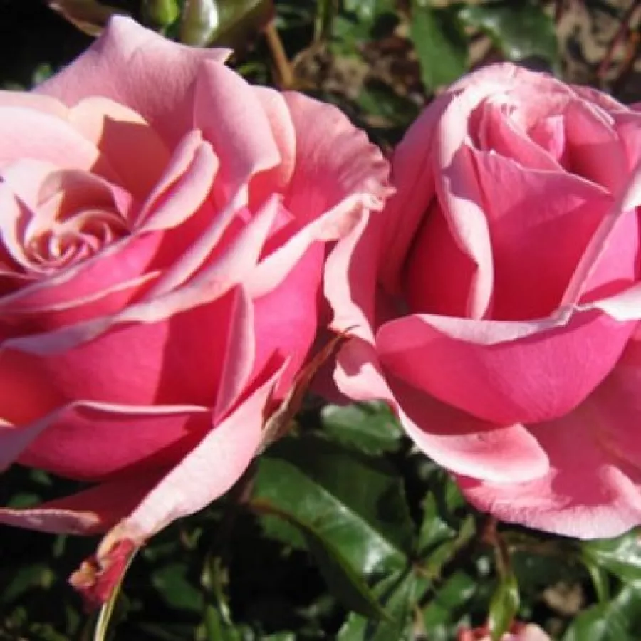 Różowy - Róża - Truly Scrumptious™ - Szkółka Róż Rozaria