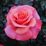 Ružová - stromčekové ruže - Rosa Truly Scrumptious™ - mierna vôňa ruží - aróma korenia