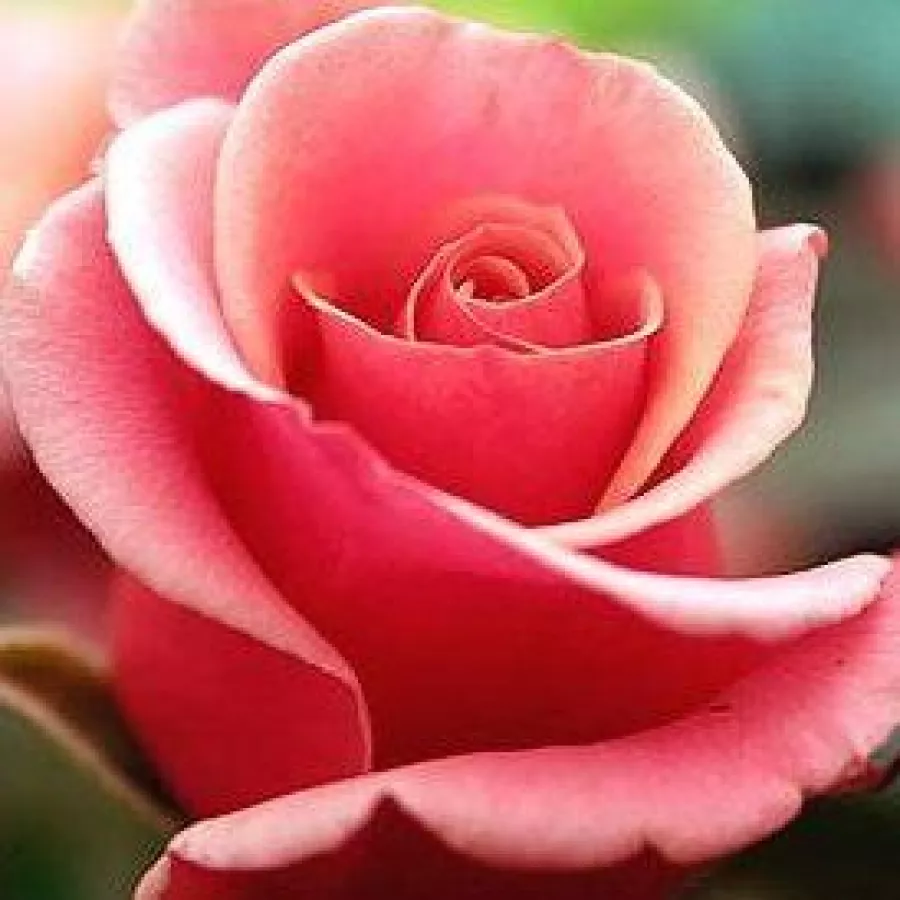 árbol de rosas híbrido de té – rosal de pie alto - Rosa - Truly Scrumptious™ - rosal de pie alto