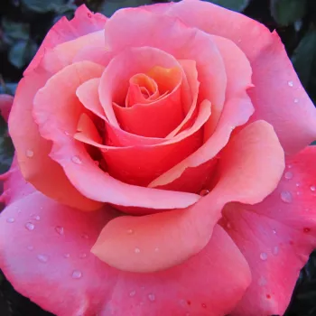 Online rózsa kertészet - rózsaszín - teahibrid virágú - magastörzsű rózsafa - Truly Scrumptious™ - diszkrét illatú rózsa - fűszer aromájú
