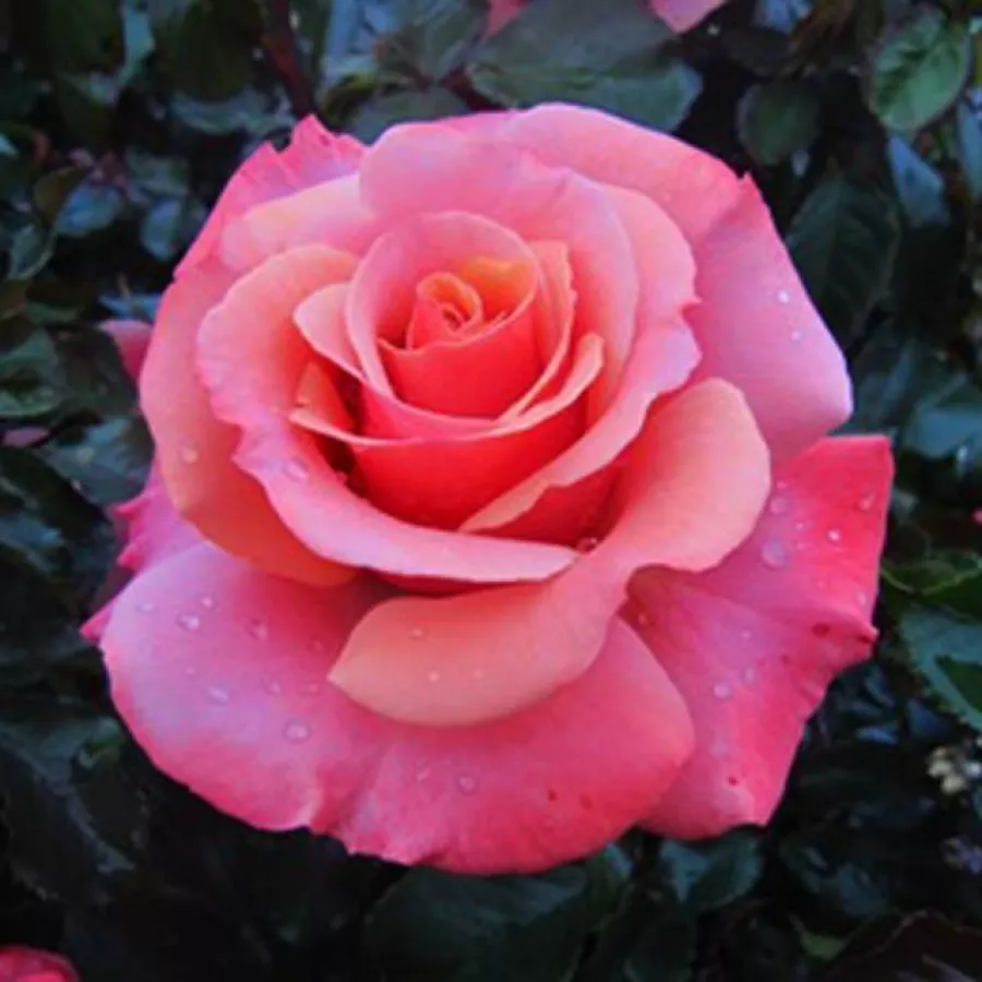 Różowy - Róża - Truly Scrumptious™ - róże sklep internetowy