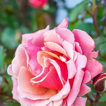 Rozā - ar orandžu nokrāsu - tējhibrīdrozes - roze ar diskrētu smaržu - ar garšvielu aromātu