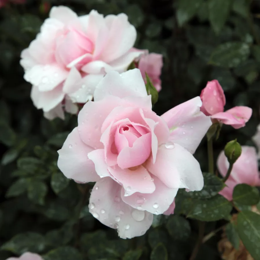 Różowy - Róża - Ausorts - Szkółka Róż Rozaria