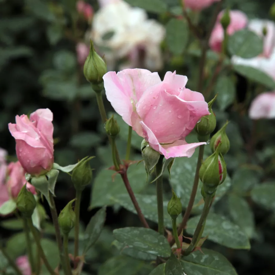 Rosa de fragancia discreta - Rosa - Ausorts - Comprar rosales online
