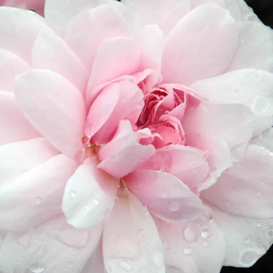 English Rose Collection, Climber - Ruža - Ausorts - Ruže - online - koupit