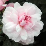 Ružičasta - ruže stablašice - Rosa Ausorts - diskretni miris ruže