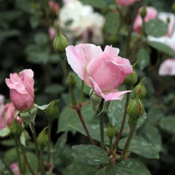 Rosa Ausorts - roz - trandafiri pomisor - Trandafir copac cu trunchi înalt – cu flori în buchet