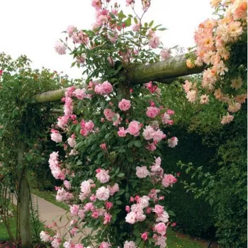 Bledoružová - stromčekové ruže - Stromkové ruže, kvety kvitnú v skupinkách