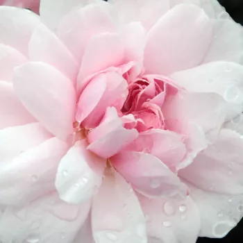 Ruže - online - koupit - anglická ruža - mierna vôňa ruží - údolie - ružová - Ausorts - (150-360 cm)