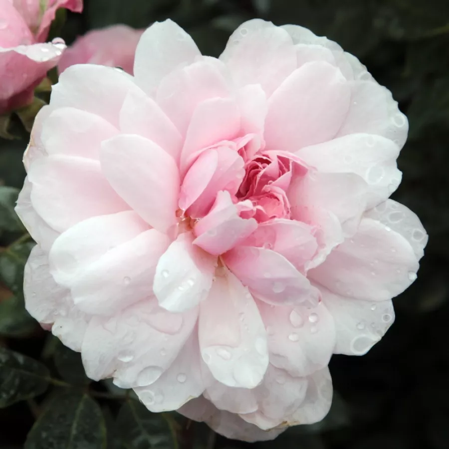 Trandafir cu parfum discret - Trandafiri - Ausorts - comanda trandafiri online