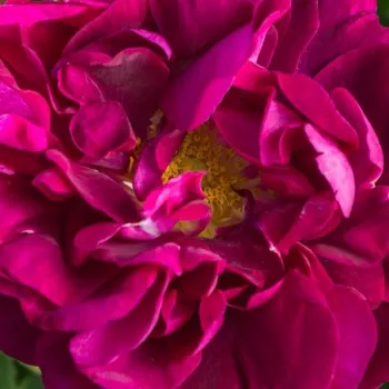 Online rózsa kertészet - lila - történelmi - gallica rózsa - Tuscany Superb - diszkrét illatú rózsa - centifólia aromájú - (100-150 cm)