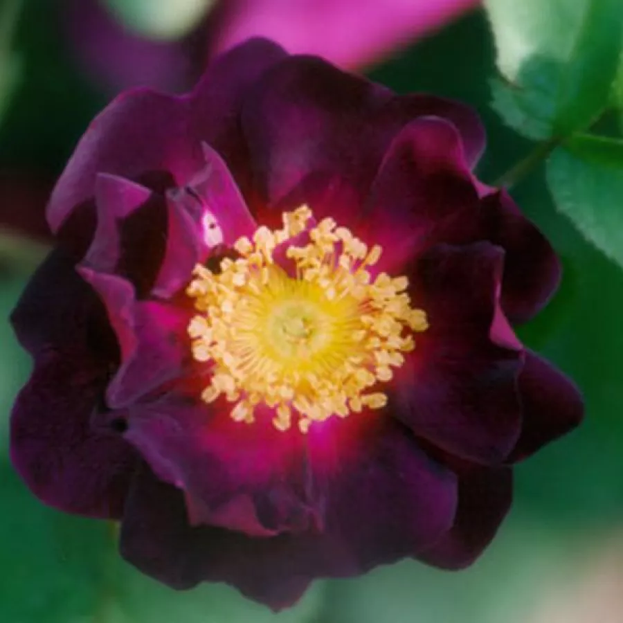 Róża francuska - Róża - Tuscany Superb - Szkółka Róż Rozaria