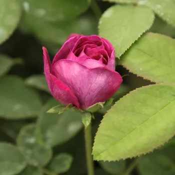 Rosa Tuscany Superb - vijolična - Galska vrtnica