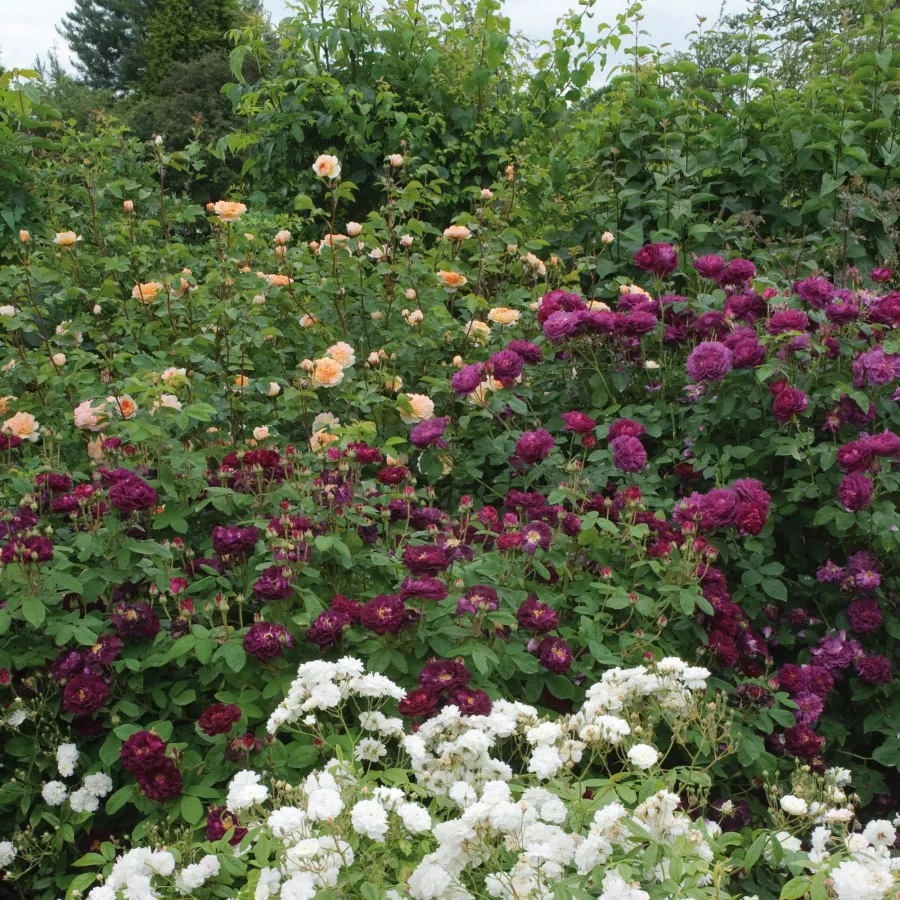 Tuscany Superb - Rosa - Tuscany Superb - Produzione e vendita on line di rose da giardino