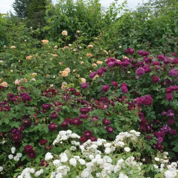 Fioletowo-bordowy - róża pienna - Róże pienne - z kwiatami pojedynczymi