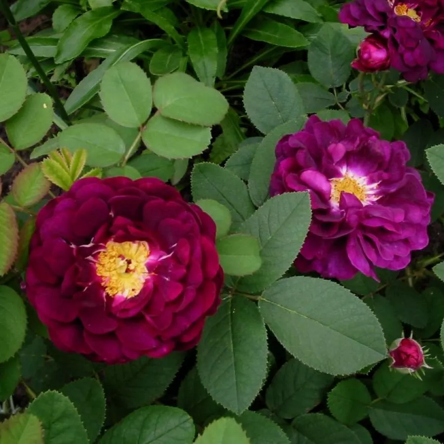 Historische – rose gallica - Rosen - Tuscany Superb - rosen online kaufen