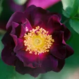 Galska ruža - ljubičasta - Rosa Tuscany Superb - diskretni miris ruže