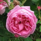 Rózsaszín - történelmi - centifolia rózsa - Online rózsa vásárlás - Rosa Typ Kassel - intenzív illatú rózsa - alma aromájú