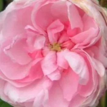 Rózsa rendelés online - rózsaszín - történelmi - centifolia rózsa - Typ Kassel - intenzív illatú rózsa - alma aromájú - (130-150 cm)