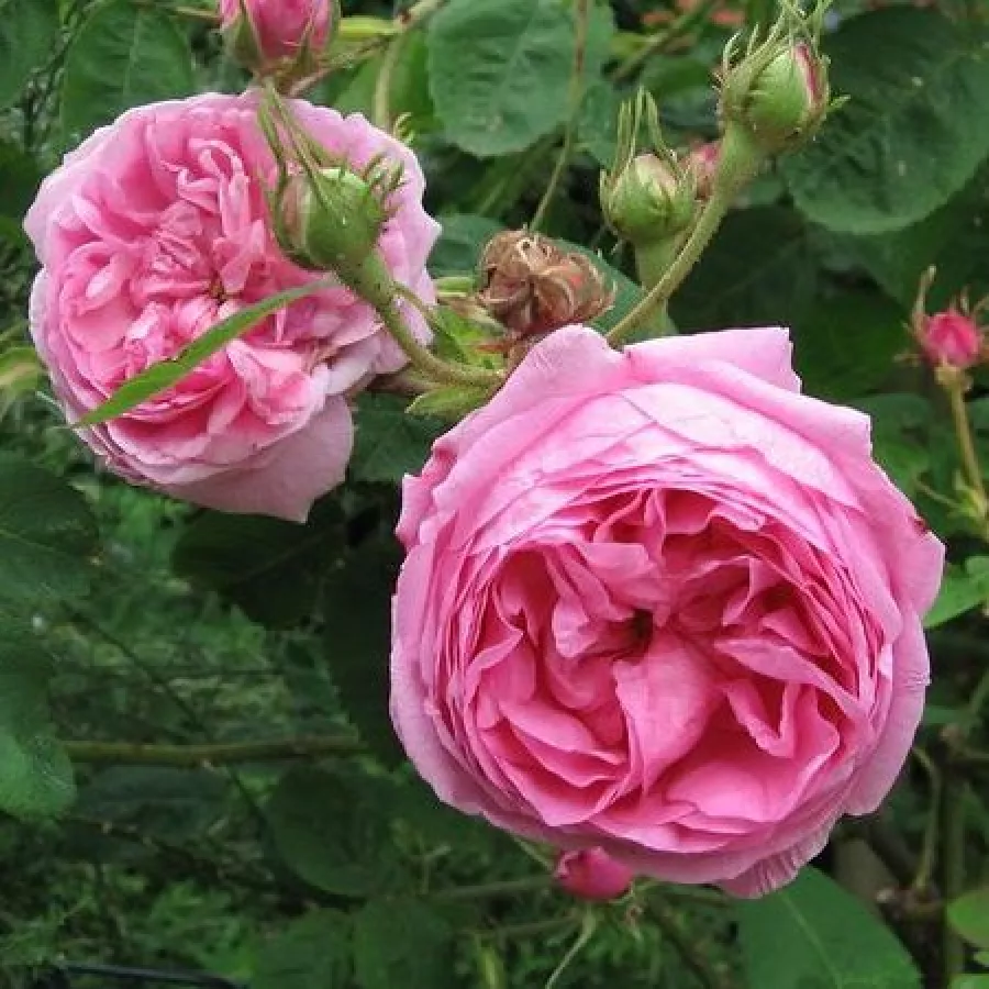 Ružičasta - Ruža - Typ Kassel - Narudžba ruža