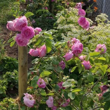 Rózsaszín - történelmi - centifolia rózsa - intenzív illatú rózsa - alma aromájú