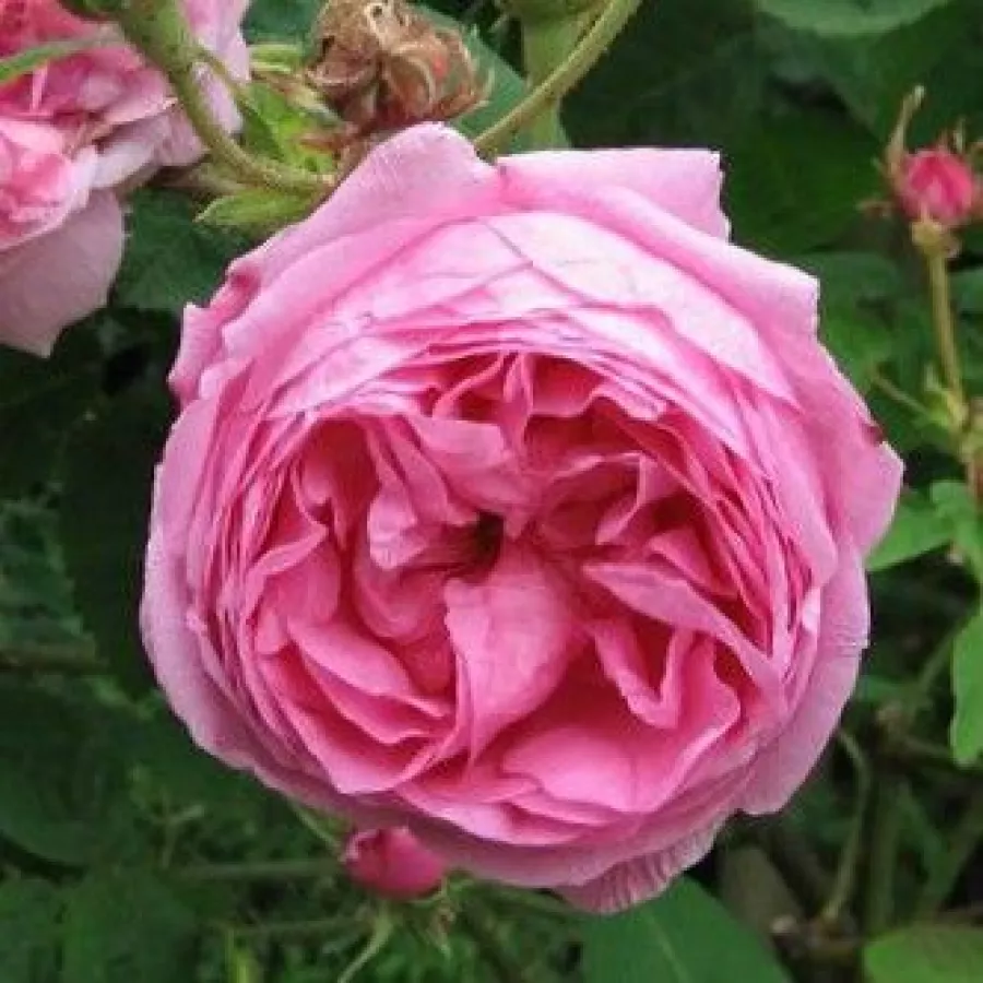 Růžová - Růže - Typ Kassel - 