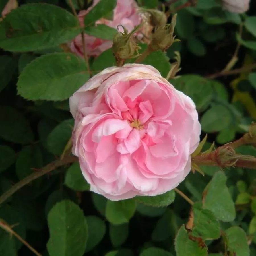 Trandafiri pomisor - Trandafir copac cu trunchi înalt – cu flori tip trandafiri englezești - Trandafiri - Typ Kassel - 