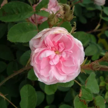 Rosa Typ Kassel - różowy - róża pienna - Róże pienne - z kwiatami róży angielskiej