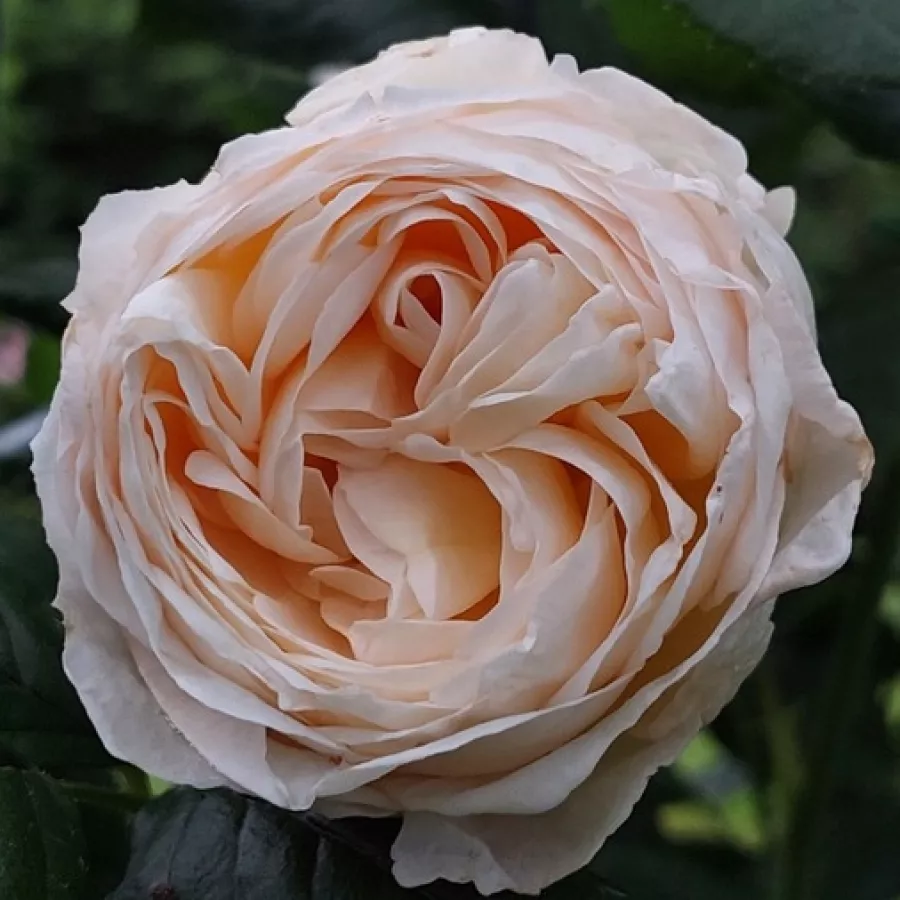 Umiarkowanie pachnąca róża - Róża - Shiseido - sadzonki róż sklep internetowy - online