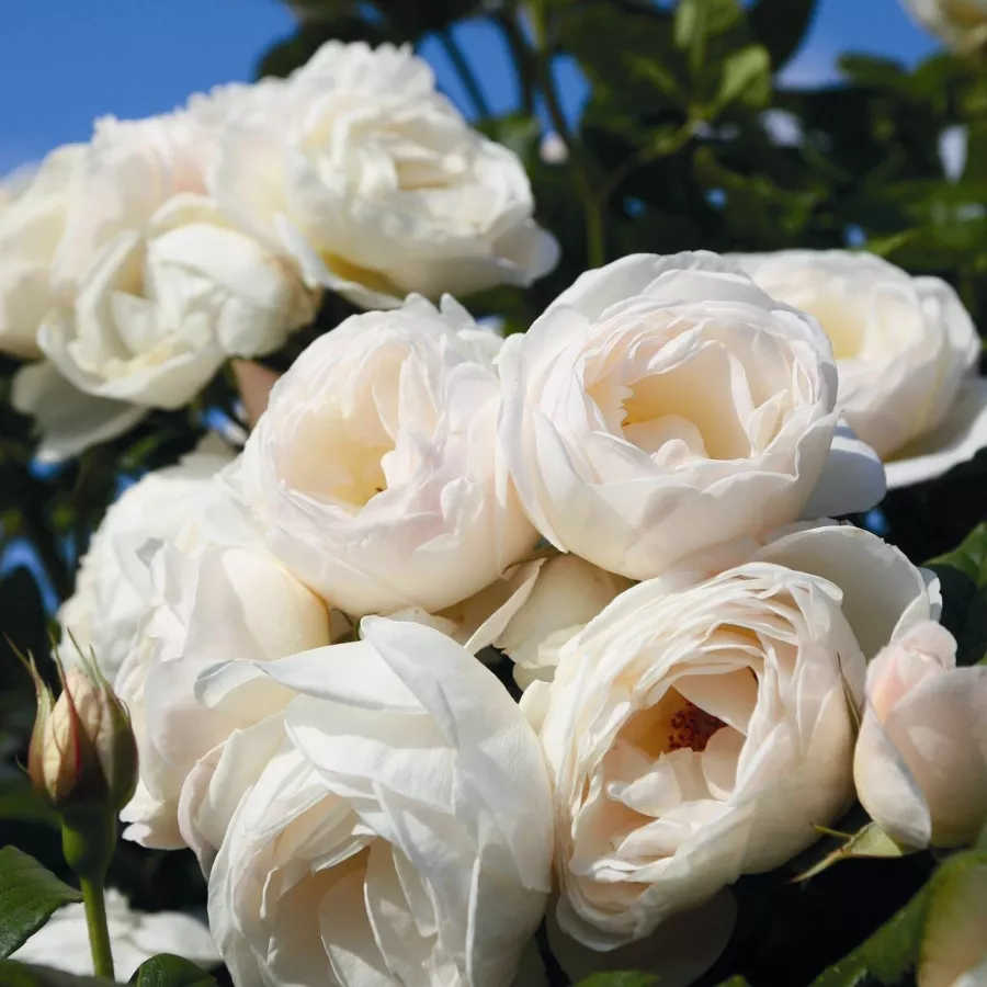 Climber, vrtnica vzpenjalka - Roza - Shiseido - vrtnice - proizvodnja in spletna prodaja sadik