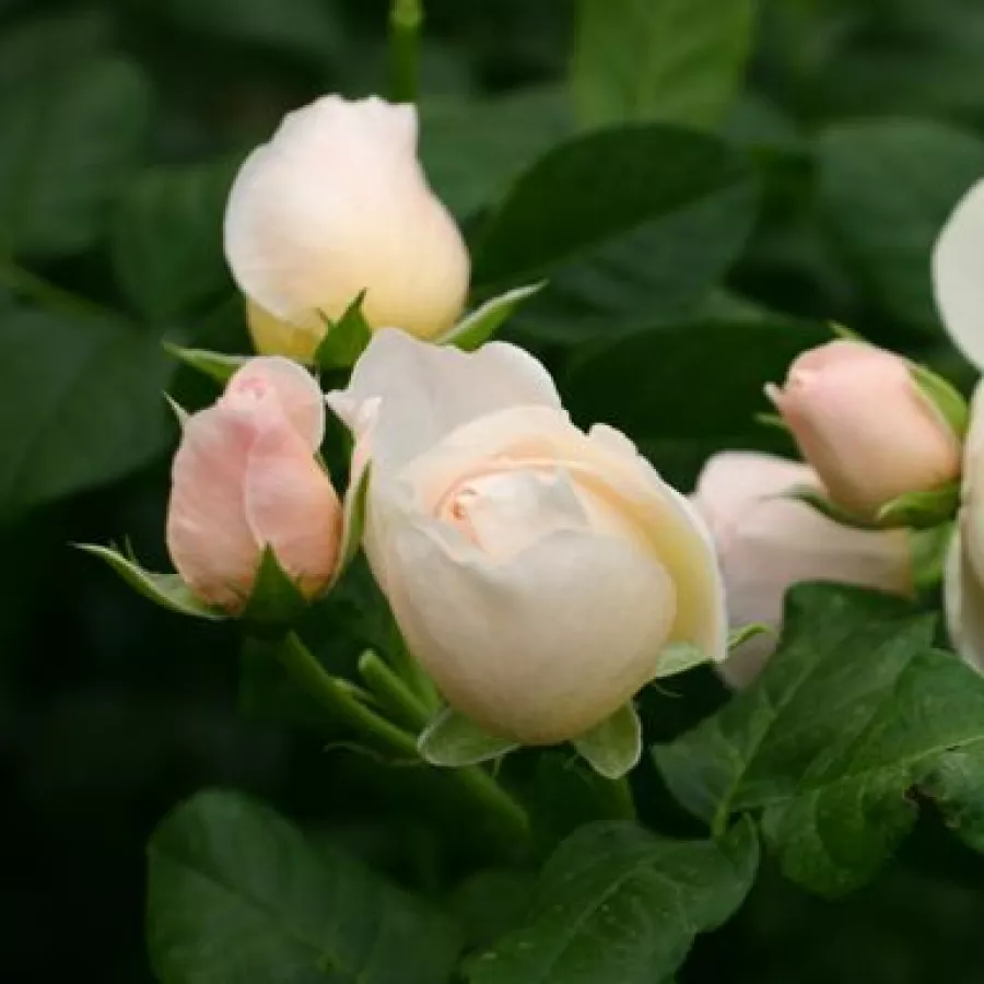 Fehér - sárga - Rózsa - Shiseido - online rózsa vásárlás