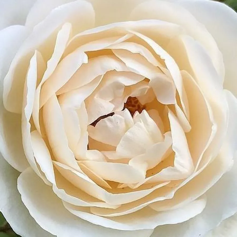 Gömbölyded - Rózsa - Shiseido - online rózsa vásárlás