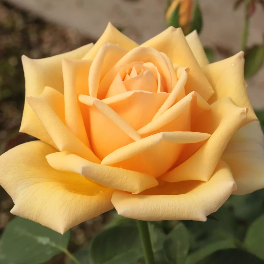 Róża wielkokwiatowa - Hybrid Tea - Róża - Valencia ® - Szkółka Róż Rozaria