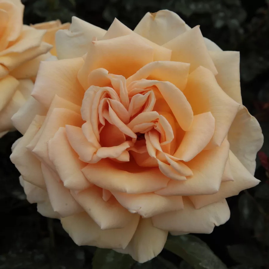 żółty - Róża - Valencia ® - Szkółka Róż Rozaria