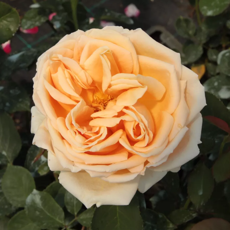 Hybrid Tea - Rosa - Valencia ® - Produzione e vendita on line di rose da giardino