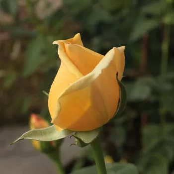 Rosa Valencia ® - jaune - rosier haute tige - Fleurs hybrid de thé