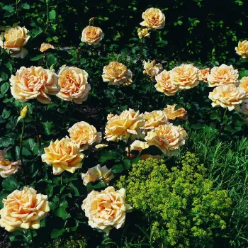 Sárga - teahibrid virágú - magastörzsű rózsafa - intenzív illatú rózsa - pézsmás aromájú
