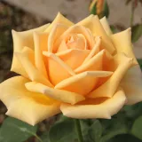 Stromčekové ruže - žltá - Rosa Valencia ® - intenzívna vôňa ruží - pižmo