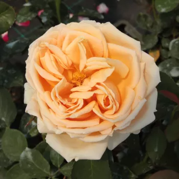 Ružová - školka - eshop  - čajohybrid - intenzívna vôňa ruží - pižmo - žltá - Valencia ® - (70-180 cm)
