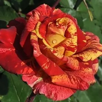 Rózsák webáruháza. - vörös - sárga - teahibrid rózsa - Valentina™ - diszkrét illatú rózsa - eper aromájú - (70-90 cm)