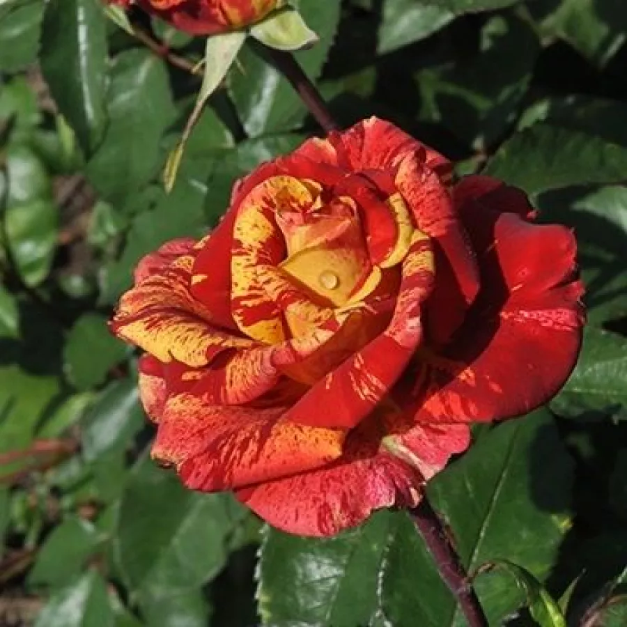 Vörös - sárga - Rózsa - Valentina™ - Online rózsa rendelés