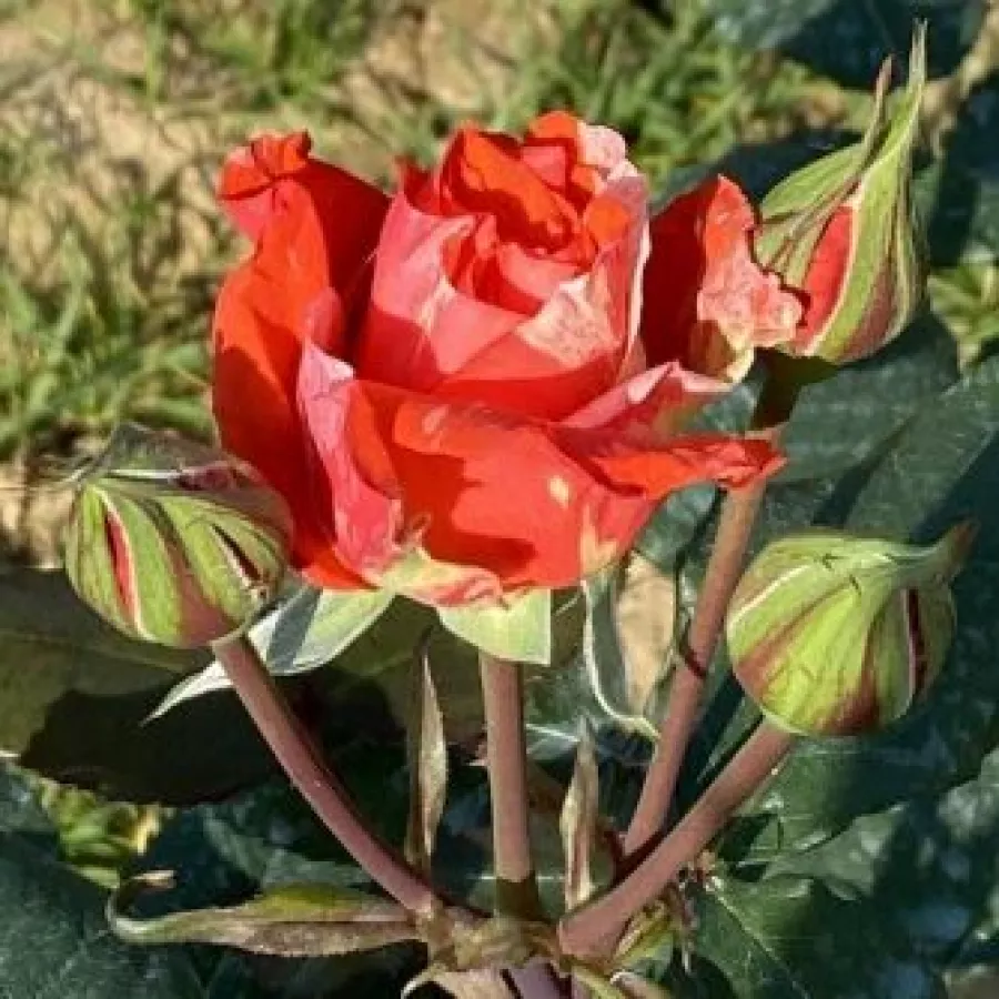 Róża z dyskretnym zapachem - Róża - Valentina™ - Szkółka Róż Rozaria