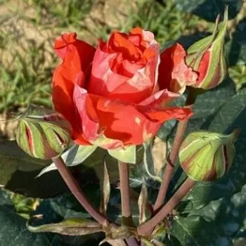Rosa Valentina™ - czerwony żółty - róża pienna - Róże pienne - z kwiatami hybrydowo herbacianymi