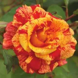 Teahibrid rózsa - diszkrét illatú rózsa - eper aromájú - kertészeti webáruház - Rosa Valentina™ - vörös - sárga