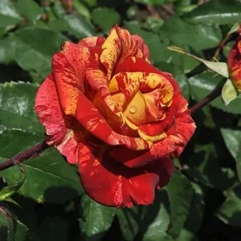 Vörös - sárga csíkos - teahibrid rózsa - diszkrét illatú rózsa - eper aromájú
