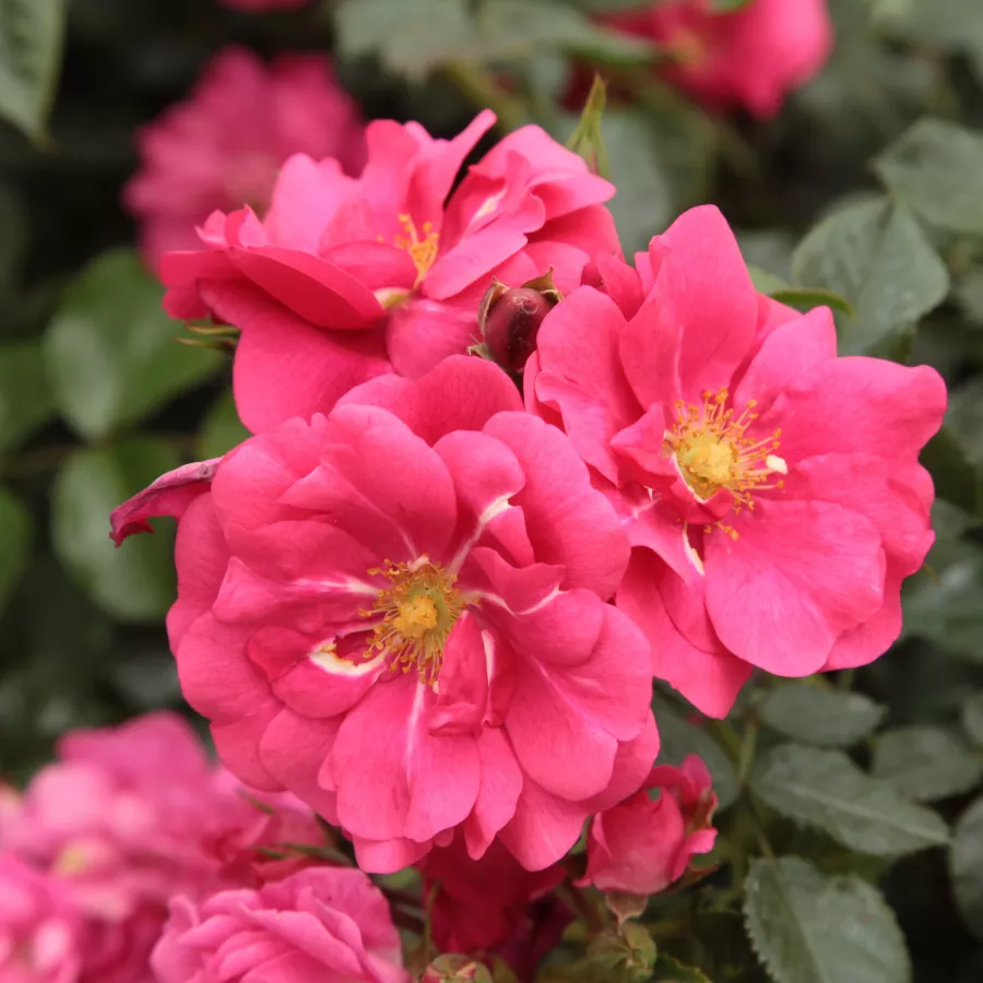 Rosa - Rosa - Vanity - Produzione e vendita on line di rose da giardino